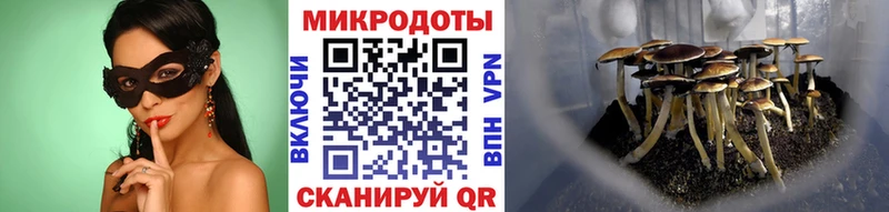 Псилоцибиновые грибы Psilocybine cubensis Котовск